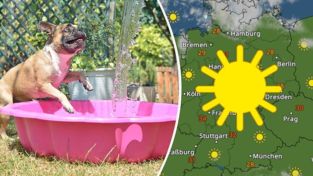 FranzÃ¶sische Bulldogge im Planschbecken bei Sonnenschein; daneben Wetterkarte mit durchgehendem Sonnensymbol und Temperaturen um 30â¯Â°C. (c) firn/shutterstock.com