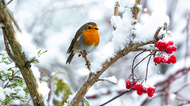 Птичка кацнала на клонче, което е частично покрито със сняг