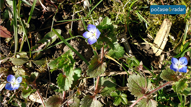 © Mária Škundová Fialové jarné kvety na lúke medzi trávou a lístím