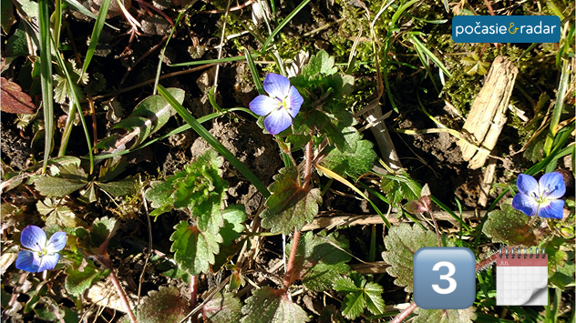 Fialové jarné kvety na lúke medzi trávou a lístím