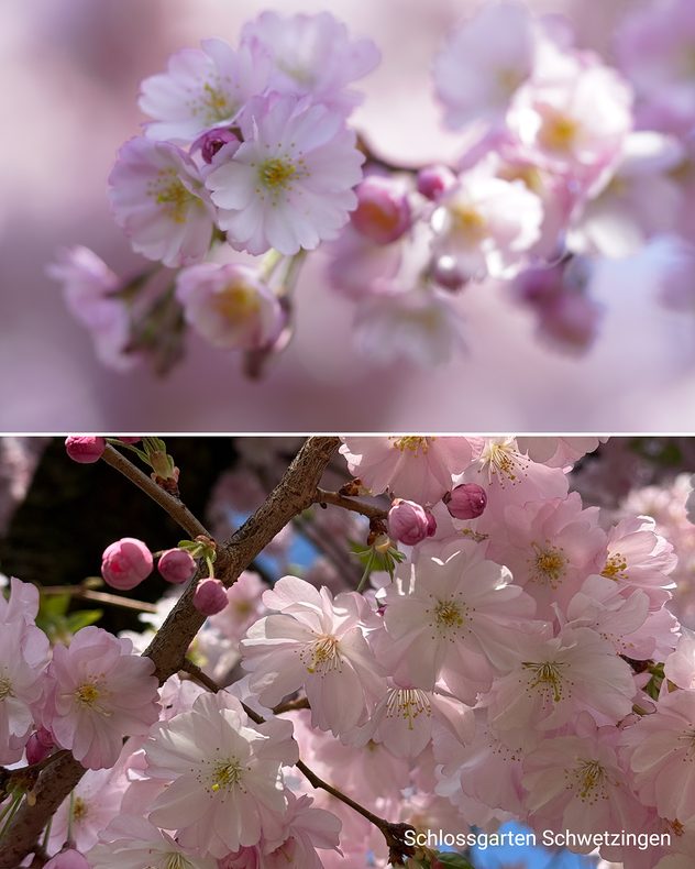 Nahaufnahme von zarten rosa Kirschblüten an einem Ast im Sonnenlicht. Einige Blüten sind geöffnet, andere noch als Knospen sichtbar.
