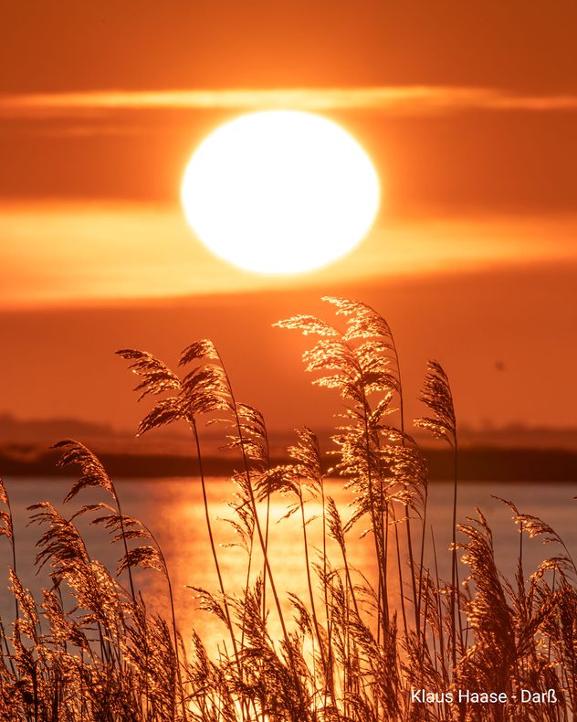 Tiefstehende Sonne spiegelt sich im Wasser hinter Schilf am Ufer. Warme orange Farben prägen die Szene bei ruhigem Wetter.