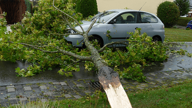 Großer Ast fällt auf Fahrzeug