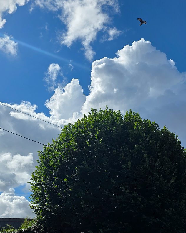 Towering white cumulus clouds rising into a vivid blue sky above a leafy tree, with a bird soaring overhead and utility wires crossing the scene.