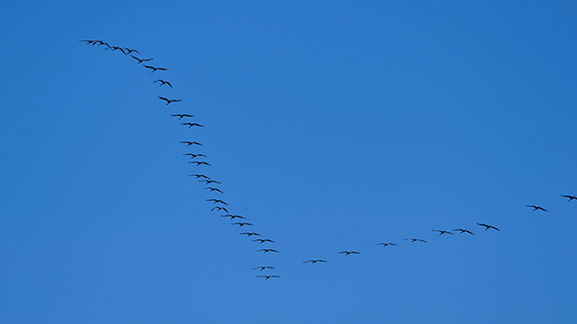 V-Formation von Kraniche am blauen Himmel