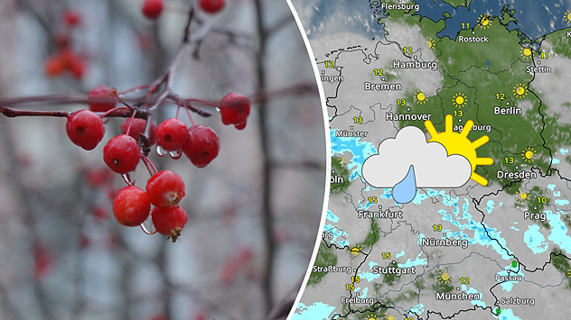 Links: Rote Beeren mit Tropfen an kahlem Zweig – nasskaltes Frühwinterwetter. Rechts: WetterRadar-Karte vom 8. Dezember mit vielen Wolken und einzelnen Schauern im Westen, freundlich im Osten, markiert durch Regen- und Sonne-Wolke-Symbol.