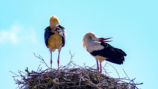 Anschließend beruhigt sich das Wetter wieder. Die Störche fangen mit dem Nestbau an.