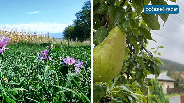 Obráozo lúčnej kveteny a popršanej hrušky.
