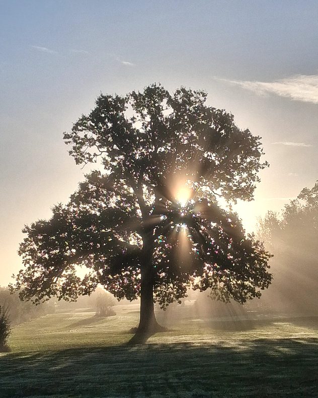 Golden sunlight streams through the branches of a large oak tree, casting visible rays across a misty, dew-covered field.