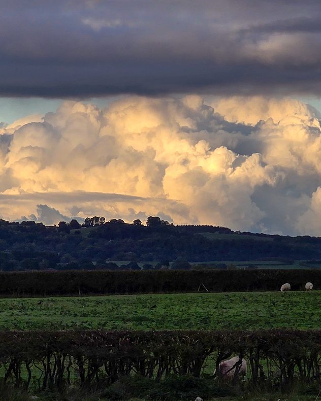 Towering golden-white cumulonimnus clouds rise behind dark wooded hills beneath a thick gray cloud layer, with green fields and sheep below.