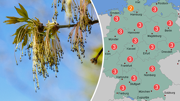 Nahaufnahme von Eschenblüten mit Pollen links, rechts Karte von Deutschland mit markierter Pollenbelastung.