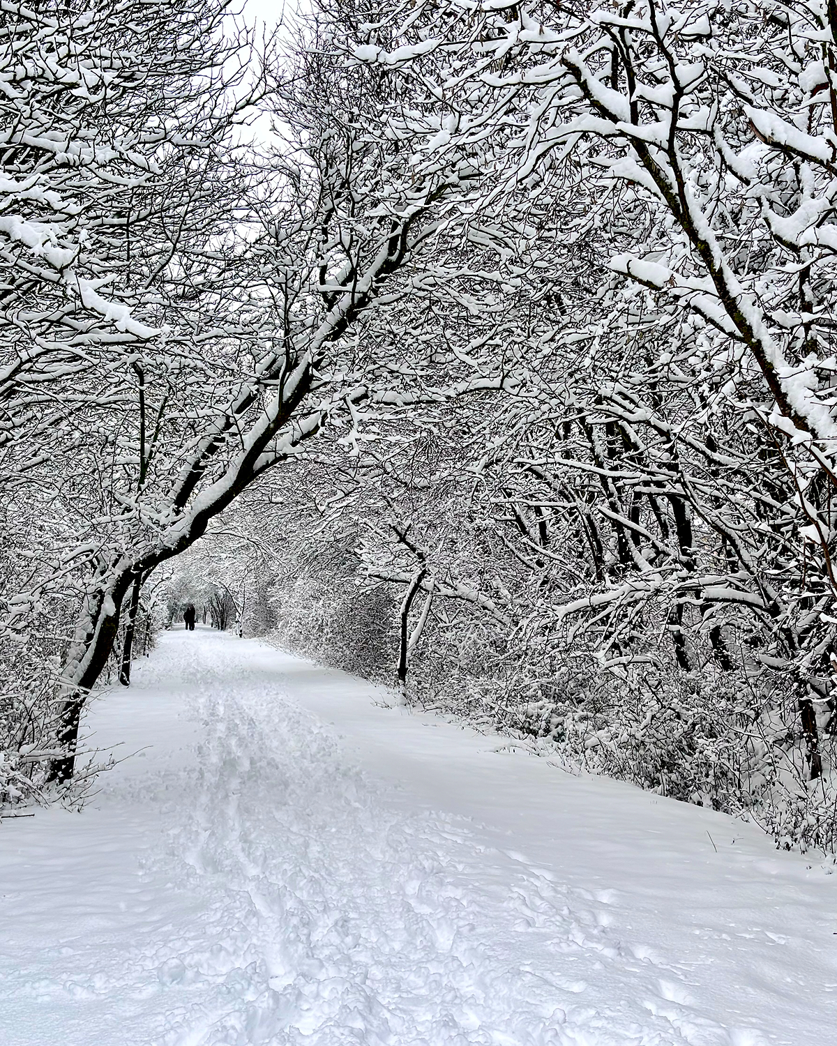 Snow-covered woodland path with deep footprints, arching bare trees coated in snow forming a tunnel, and a lone figure walking in the distance.