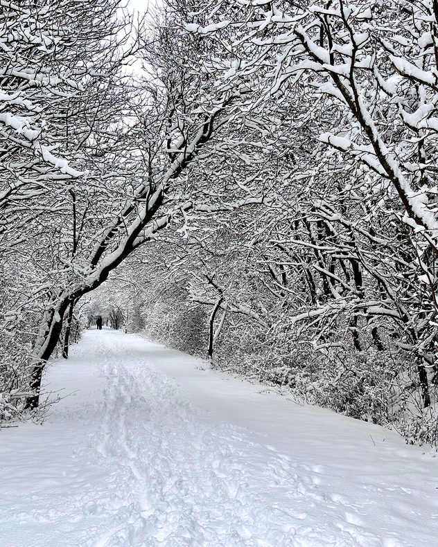 Snow-covered woodland path with deep footprints, arching bare trees coated in snow forming a tunnel, and a lone figure walking in the distance.
