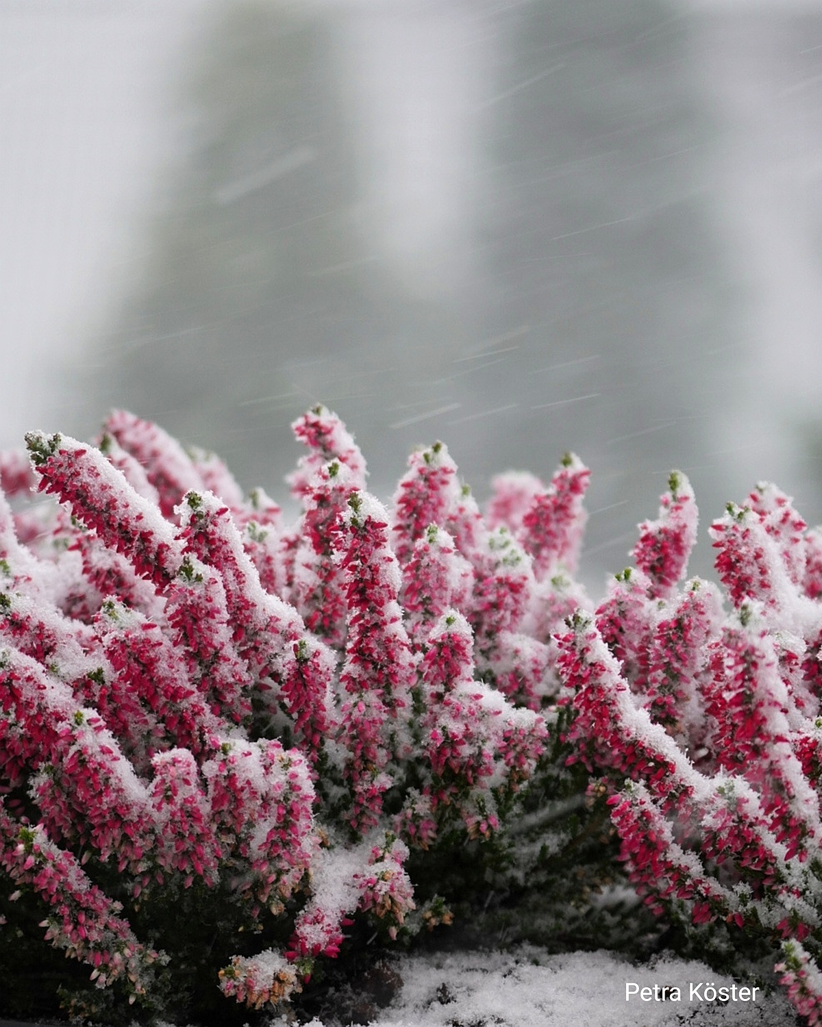 Schnee in Winterberg - © Petra Köster Schnee in Winterberg