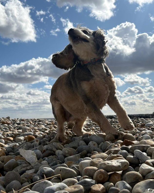 Small dog standing on a pebble beach, ears lifted by the breeze, under a bright blue sky with scattered white clouds.