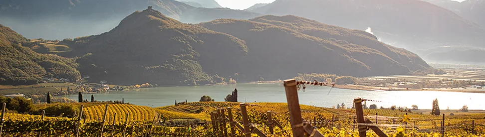 Blick über goldene Rebhänge zum Kalterer See an der Südtiroler Weinstraße.