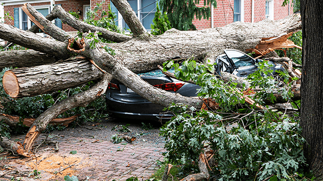 Baum liegt auf Auto