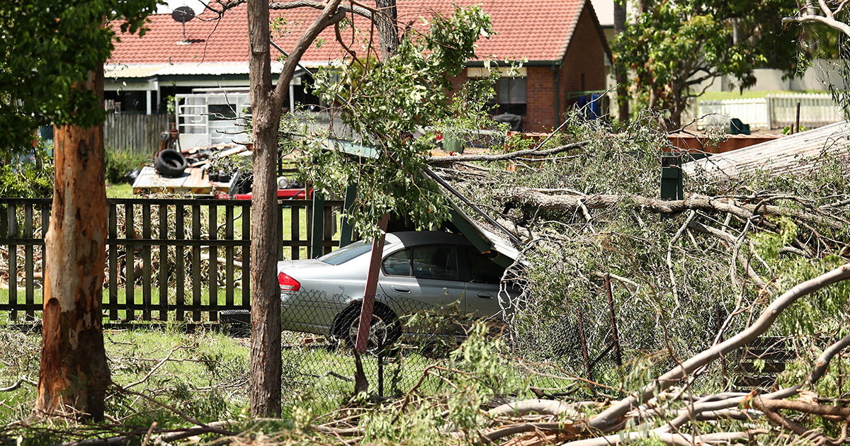 Ein Baum stürzt auf ein Auto. 