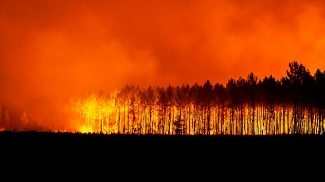 Bäume stehen in Flammen.