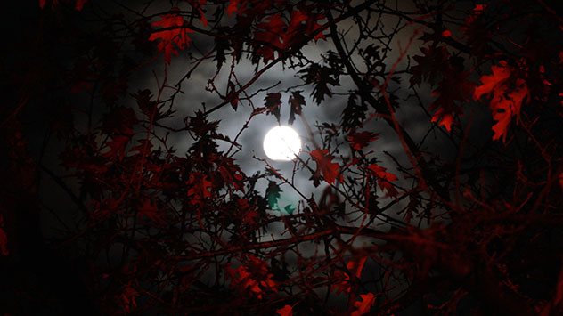 Fast mystisch wirken die tiefroten Blätter um den Mond. 