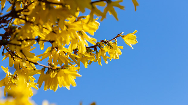 Forsythienblüte vor blauem Himmel