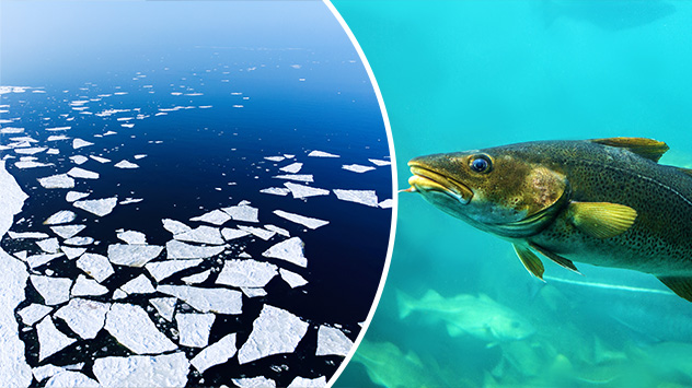 Meereis und Kabeljau