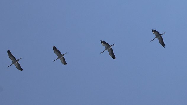 Kraniche am Himmel über Waldeck-Frankenberg. (c) Kathrin Wenzel