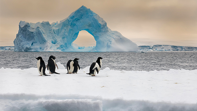 Adeliepinguine auf einer Eisscholle 