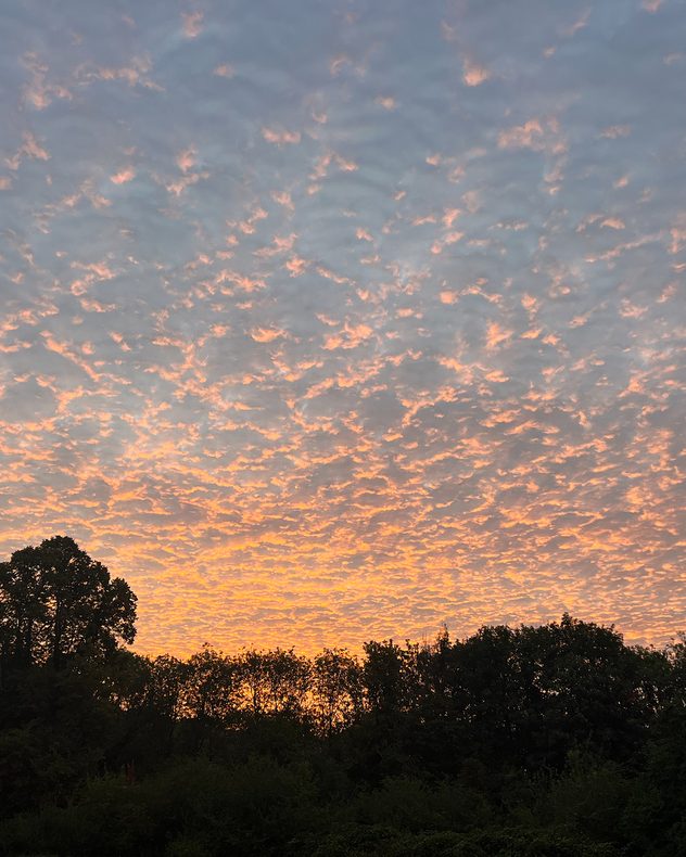 Peach-orange altocumulus clouds form a dense textured pattern across the evening sky above a dark silhouetted treeline.
