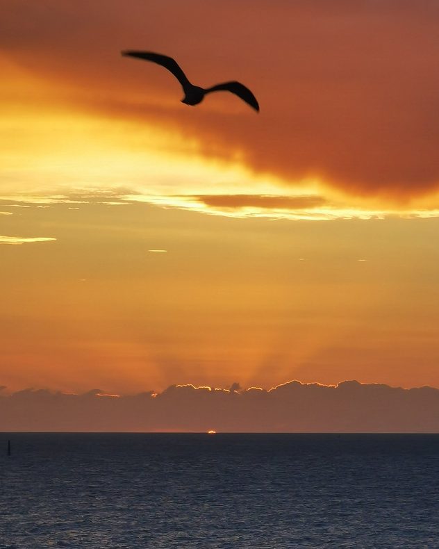 Silhouetted seabird flies across a glowing orange sunset above the sea, with layered clouds and the Sun dipping below the horizon.