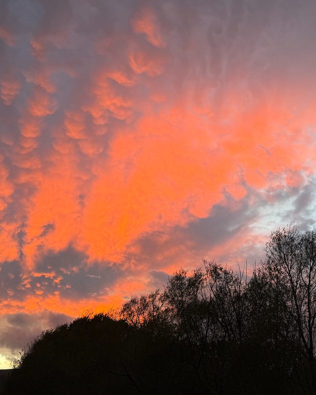Orange-pink mammatus clouds glow at sunset above dark silhouetted trees, with rounded cloud pouches visible across the dramatic sky.