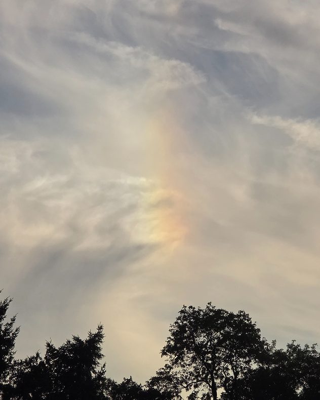 Soft pastel iridescence in thin clouds, with pale pink, yellow and green colours glowing above silhouetted trees beneath a layered gray sky.