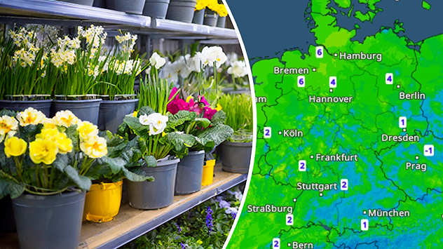 Links: Frühlingsblumen in einem Gartencenter. Rechts: Das TemperaturRadar für Sonntag.