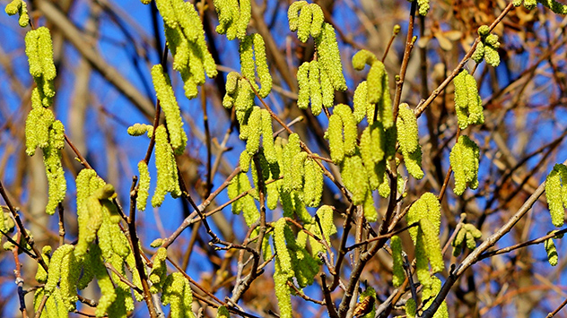 Einige Pollen fliegen in diesem Jahr schon sehr früh.