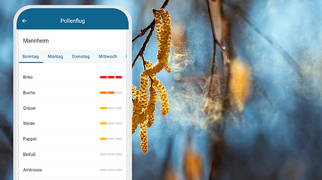 Blühende Baumkätzchen setzen Pollen frei, daneben eine Smartphone-App mit Pollenanzeige. Frühlingshafte Naturaufnahme mit Fokus auf Pollenflug.
