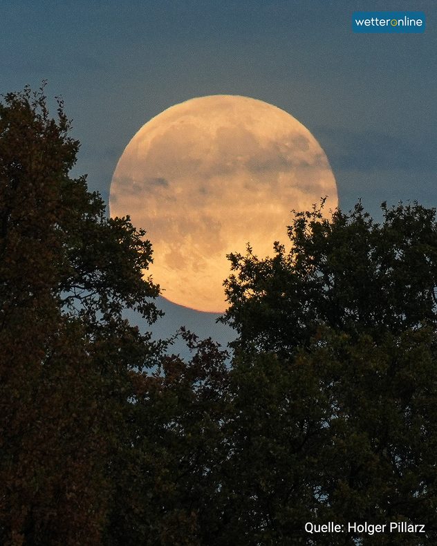 Großer Vollmond leuchtet zwischen dunklen Baumkronen am Abendhimmel.
