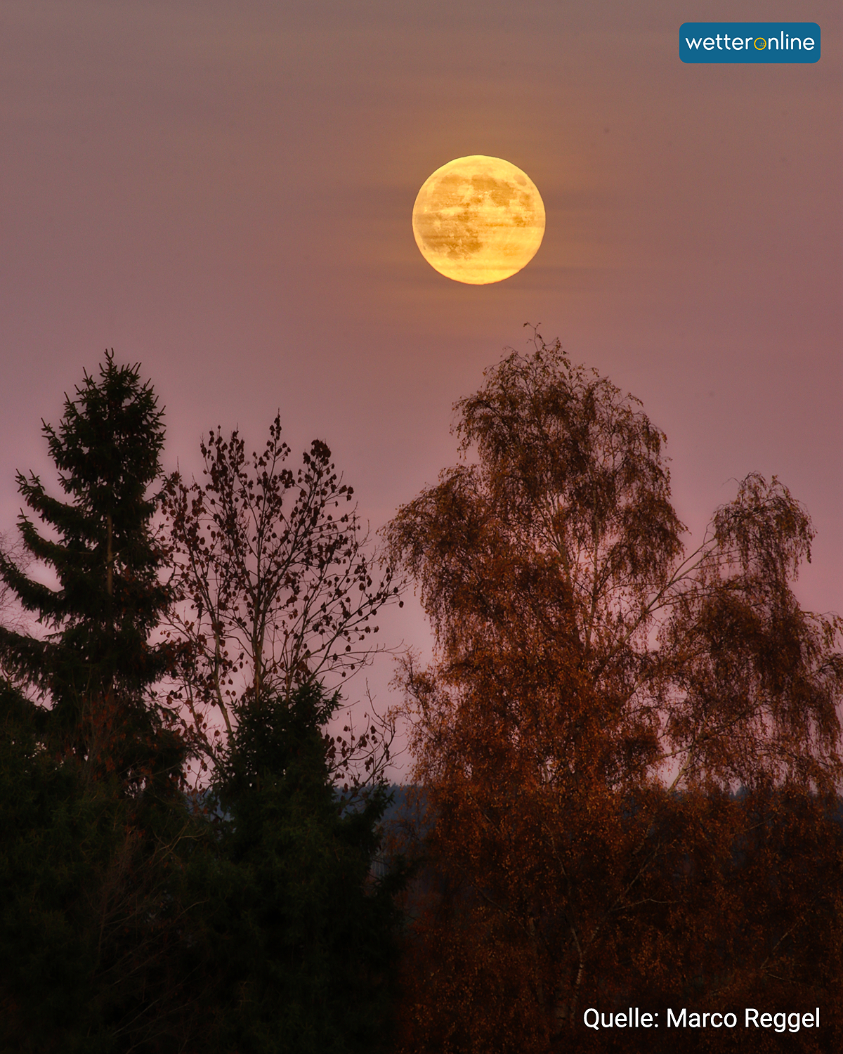 © Marco Reggel Goldener Vollmond über dunklen Herbstbäumen bei rosigem Abendhimmel.