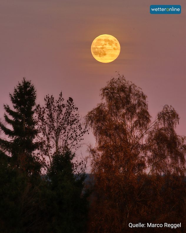 Goldener Vollmond über dunklen Herbstbäumen bei rosigem Abendhimmel.