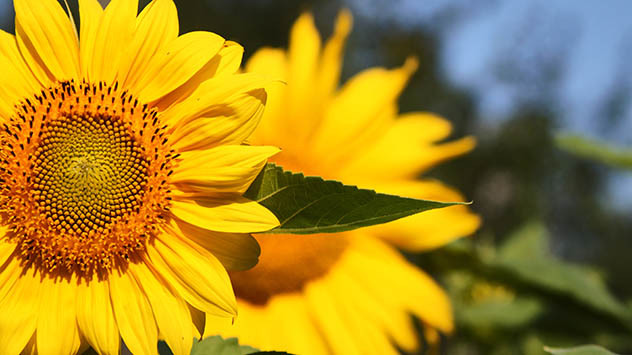 tournesol