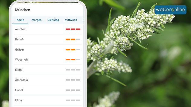 App zeigt Pollenvorhersage für München - Hintergrund blühender Beifuß in Nahaufnahme