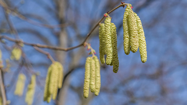 In immer mehr Regionen öffnen sich die Kätzchen von Haselsträuchern. Damit werden dann Pollen freigesetzt.