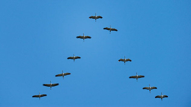 Kraniche in V-Formation am Himmel