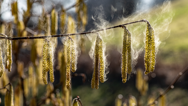 Das Bild zeigt Haselkätzchen, die viele Pollen freisetzen.
