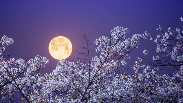 1ef4436e-ef6b-6940-a7e6-935c7847a8d1 Vollmond