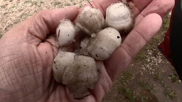 Mehrere große Hagelkörner in einer Hand. Die Eisklumpen zeigen Schmutz und Schmelzspuren.