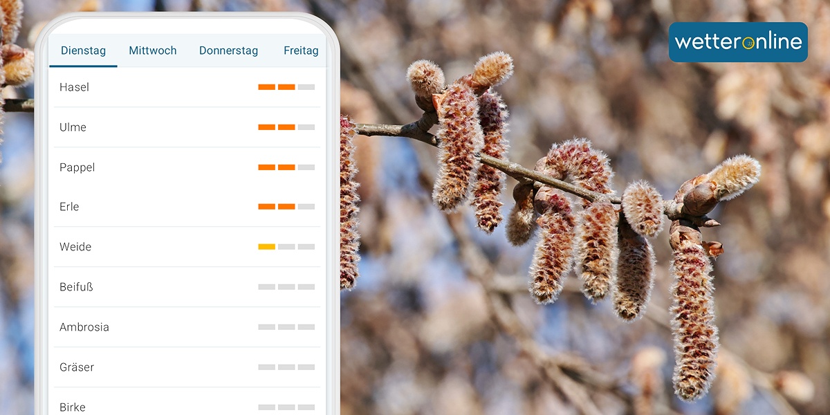 Pollensaison Immer mehr Bäume blühen: Diese Pollen fliegen besonders zahlreich