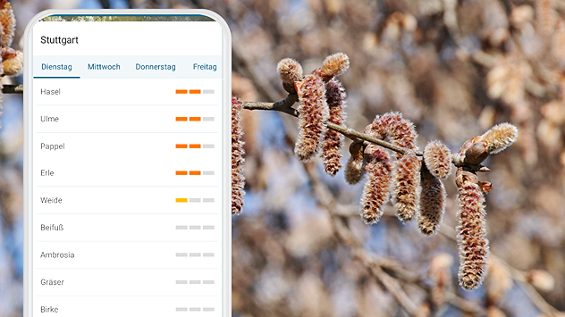 Blühende Pappelkätzchen an einem Zweig im Hintergrund. Vorne ein Smartphone mit Pollenflug-Ticker für Stuttgart. Mehrere Baumarten, darunter Pappel, werden mit erhöhter Belastung angezeigt.