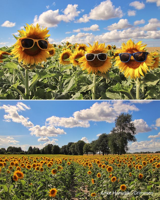 Zweiteilige Bildcollage mit Sonnenblumen: Oben tragen drei Sonnenblumen Sonnenbrillen, darunter erstreckt sich ein blühendes Sonnenblumenfeld unter blauem Himmel mit weißen Quellwolken.