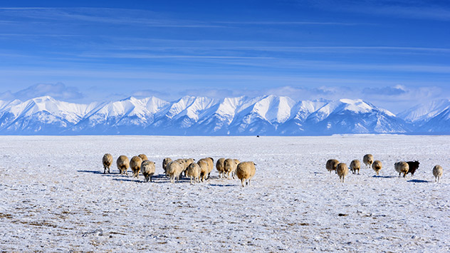 Herdentiere im Winter in der Mongolei