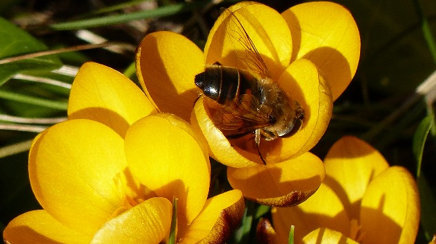 Erste Bienen sind bereits auf der Suche  nach Nektar. 